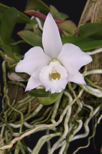 Cattleya alaorii Diamond Orchids AM